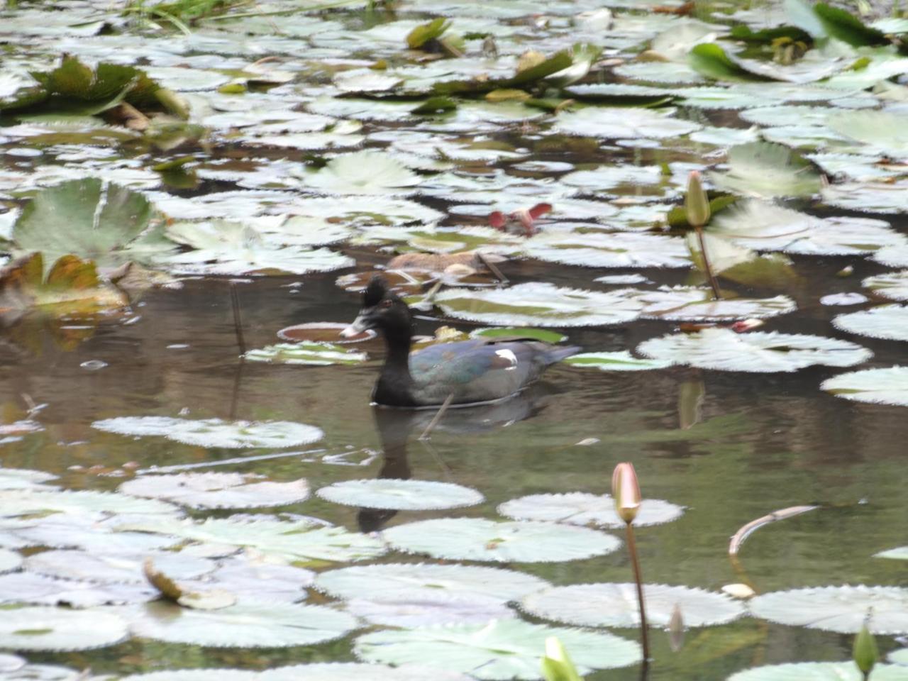 Horquetas River Lodge Sarapiqui Bagian luar foto