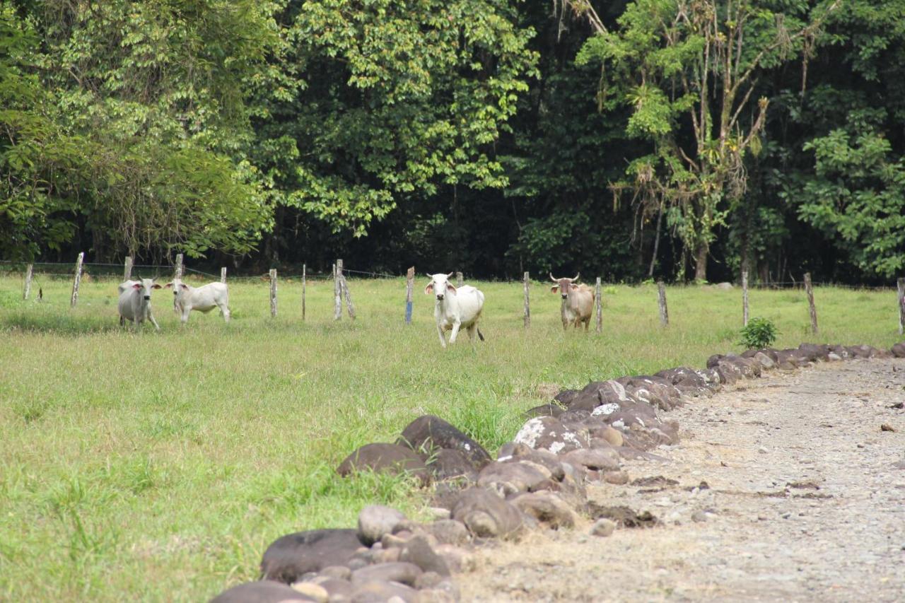 Horquetas River Lodge Sarapiqui Bagian luar foto